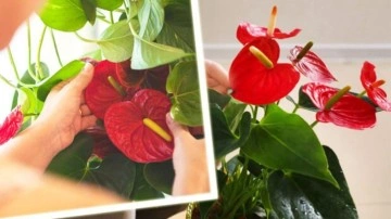 Antoryum çiçeği bakımı: Sağlıklı kalması ve yıl boyunca çiçek açması için ipuçları