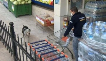 Ataşehir'de başıboş gezen pitbull paniğe sebep oldu!