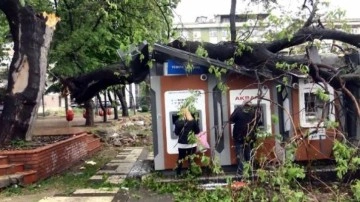 Avcılar'da ağaç ATM'lerin üzerine devrildi; para çekmeye devam ettiler