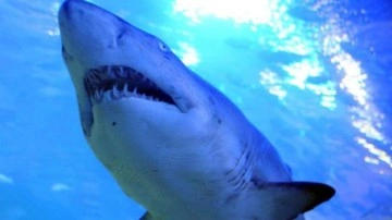 Avustralya'da köpek balığı dehşeti. Bir genç köpek balığı saldırısı sonucu öldü