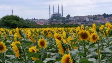 Ayçiçeğinde son 10 yılın en yüksek verimi bekleniyor