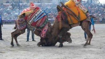 Aydın'da 180 deve güreş arenasına çıktı