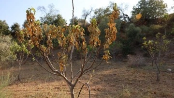 Aydın'da kuraklık ve susuzluk alarmı, incir ağaçları kurumaya başladı