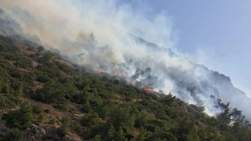 Aydın'ın Söke ilçesinde orman ve makilik alanda yangın çıktı!