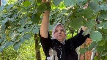 Ayşe Keşir, fındık topladı