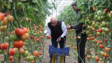 Bakan Kirişci, sarı çizme giyip serada domates topladı