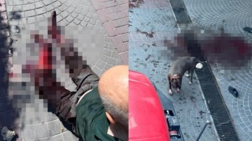 Bakırköy'de başıboş köpek dehşeti! Sokak kan gölüne döndü