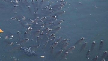 Balık ölümleri görülen Ceyhan Nehri'nde inceleme başlatıldı