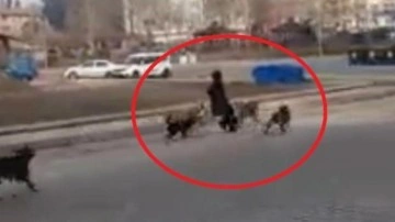 Başıboş köpek dehşeti bitmiyor! Bir anda genç kızın etrafını sardı