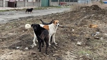 Başıboş köpek saldırısında İBB’ye ceza!