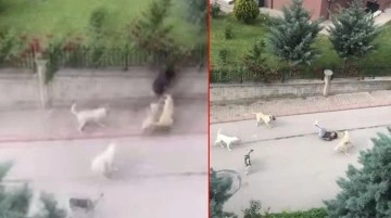 Başkentin göbeğinde skandal olay! 6 başıboş köpek, küçük çocuğu resmen paramparça etti - Haberler