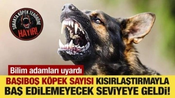 Bilim adamları uyardı: Köpek sayısı kısırlaştırmayla baş edilemeyecek seviyeye geldi!