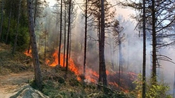 Bolu’da orman yangını