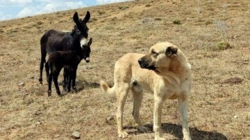 Bu ikinci oldu! ‘Kral' bu kez de doğum yapan eşeği yalnız bırakmadı