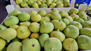 Buharkent'in taze incirinin sofralara yolculuğu sürüyor
