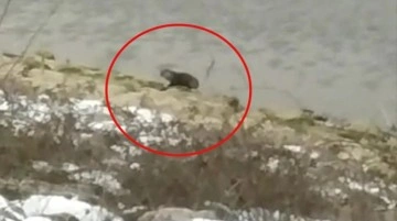 Bursa'da baraj kenarından dolaşan hayvanın su samuru olduğu ortaya çıktı