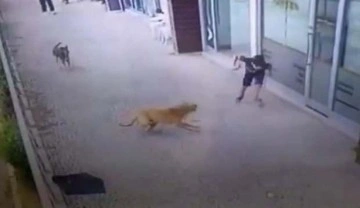 Bursa'da köpeklerin saldırdığı küçük çocuğun doktoru konuştu