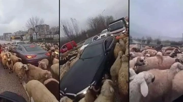 Bursa'da koyun sürüsünün yola çıkarak trafik durduğu anlar kameraya böyle yansıdı