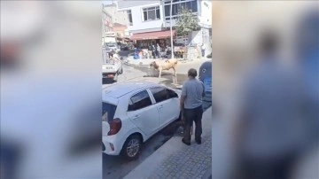 Büyükçekmece'de sahibinden kaçan boğa uyuşturucu iğneyle vurulup yakalandı