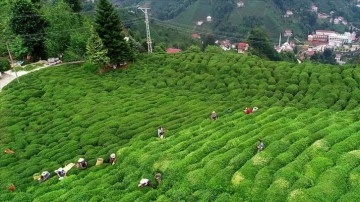 Çay ihracatı 2022'nin aynı dönemine göre yüzde 23 fazla kazandırdı