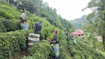 "Çay Sokağı" konutlarına çay üreticilerinden destek: "Filizlenen çaylar yuva olsun&qu
