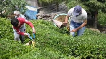 Çaykur 3 günde 1500 ton yaş çay aldı