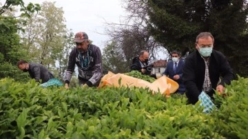 ÇAYKUR ikinci sürgün yaş çay alımlarına başladı