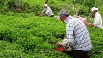 ÇAYKUR yaş çay alım kampanyasını başlattı