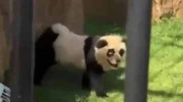 Çin'de panda skandalı! Herkesi kandırmışlar...Köpek itirafı