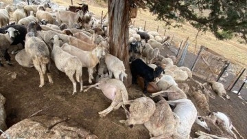 Çınar ağacına yıldırım düştü! 30 küçükbaş öldü