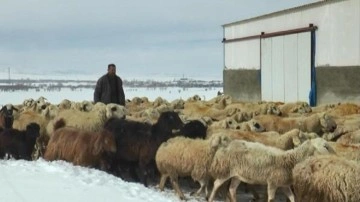Çoban, koyunlarıyla birlikte kar esareti yaşadı! 4 gün boyunca aç ve susuz kaldılar