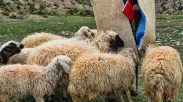 Çobanın tüyler ürperten sonu! Koyunları kurtarmak isterken acı içinde öldü