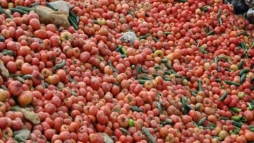 Çöpe dökülen domates ve salatalıklara ilişkin Bakan Muş'tan açıklama