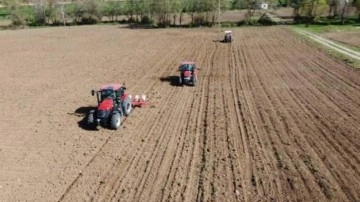 Çorum Belediyesi 80 dönüm araziye yağlık ayçiçeği ekti