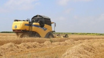 Çukurova'da buğday rekoltesinde artış bekleniyor