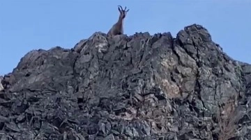 Dağların usta tırmanıcıları kamerada: Sivas’ta dağ keçileri sürü halinde böyle görüntülendi