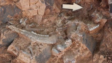 Denizli'de 9 milyon yıl öncesine ait 'kılıç dişli' kedi kafatası fosili bulundu