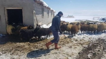 Depremzede üreticilere, hayvan çadırı ve yem desteği