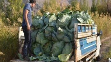 Dev lahanaların hasadı başladı: Tanesi 50 kilo