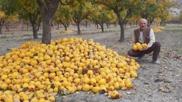 Dodurga Beyi ayvası ilçenin alternatif gelir kaynağı olacak