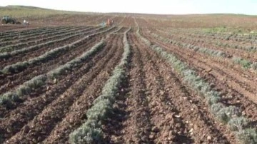 Dünyada da ilgi görüyor, Siirt&rsquo;te yetiştirilmeye başlandı