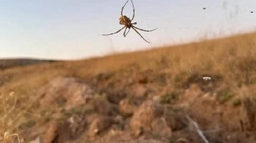 Dünyanın en zehirli örümceklerinden 'argiope lobata' Kırşehir'de görüldü