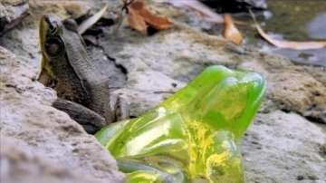 Ekvador'da yeni bir cam kurbağa türü keşfedildi