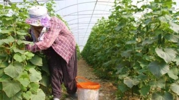 Elazığ&rsquo;da 45 derece altında salatalık hasadı