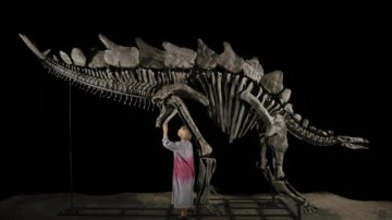 En pahalı dinozor fosili ABD'de satıldı