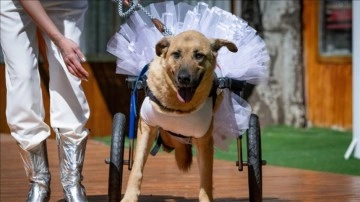 Engelli hayvanlar aynı durumdaki patililerin tedavisi için podyumda boy gösterdi