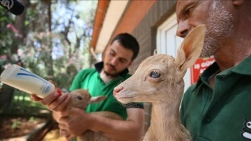 Erken doğan ikiz geyik yavrularına hayvanat bahçesi personelinden "anne şefkati"