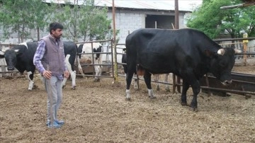 Erzincan'da 1,3 tonluk kurbanlık boğa "Toro" alıcısını bekliyor