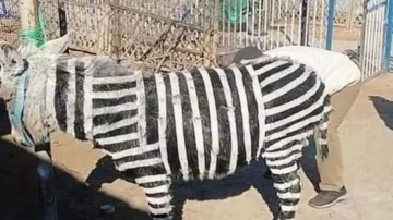 Eşeği boyayıp zebra diye sergilediler