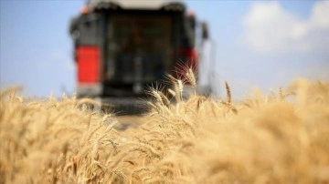 FAO: Küresel gıda fiyatları temmuzda da değişim göstermedi